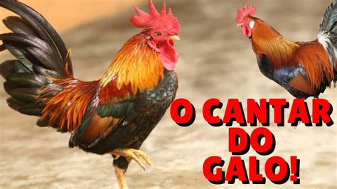 o galo cantando|Free Galo Cantando Sound Effects Download